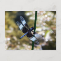 Postales de la viuda Skimmer Dragonfly
