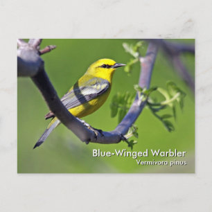 Postales de la Warbler de ala azul