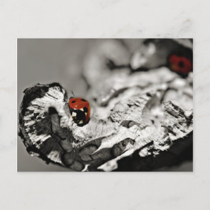 Postales de Ladybugs