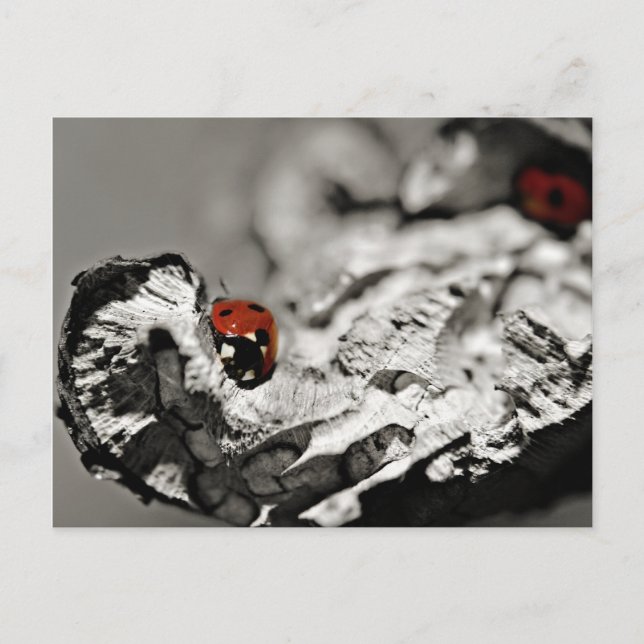 Postales de Ladybugs (Anverso)