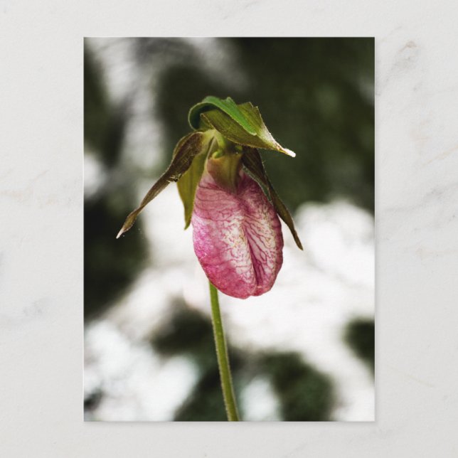 Postales de Lady's Slipper #8299 (Anverso)