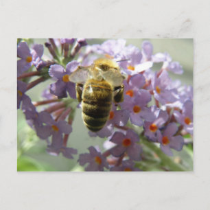 Postales de las flores de abeja y buda