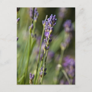 Postales de Lavendar