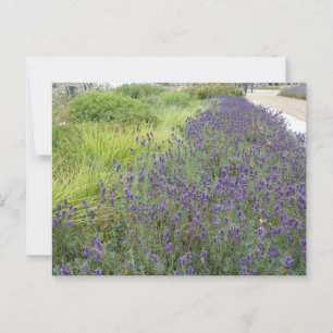 Postales de Lavender Landscape DIY