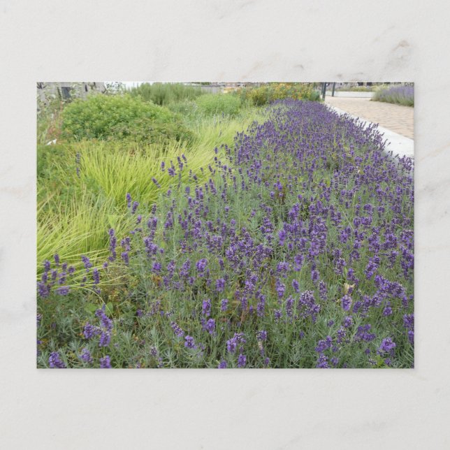 Postales de Lavender Landscape DIY (Anverso)