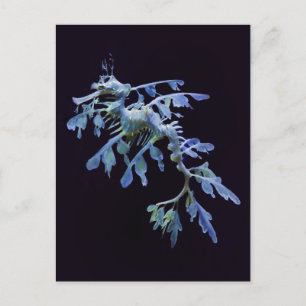 Postales de Leafy Sea Dragon