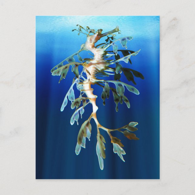 Postales de Leafy Sea Dragon (Anverso)