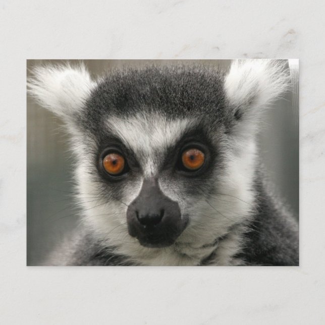Postales de Lemur Face (Anverso)