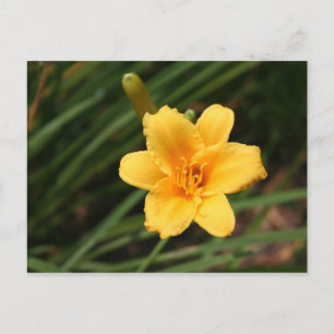 Postales de Lily Day
