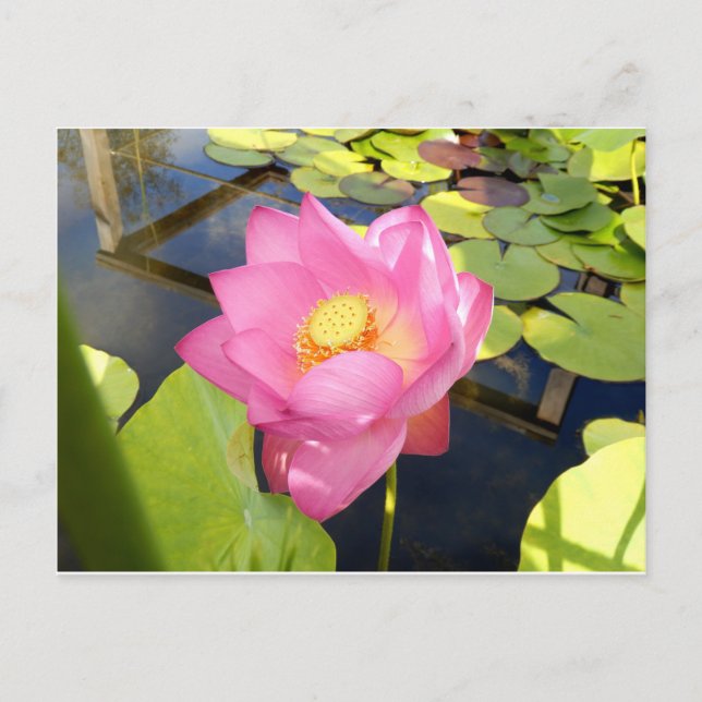 Postales de Lily Water (Anverso)