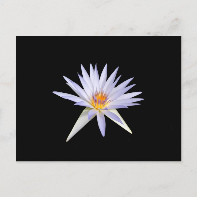 Postales de Lily Water (Anverso)