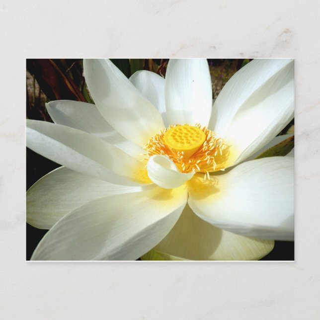 Postales de Lily Water (Anverso)