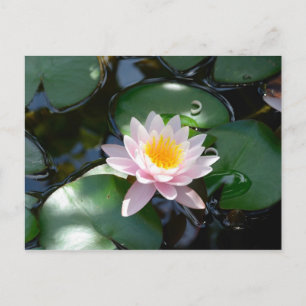 Postales de Lily Water