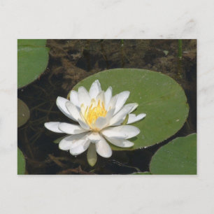 Postales de Lily Water