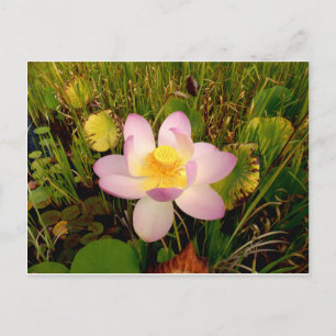 Postales de Lily Water