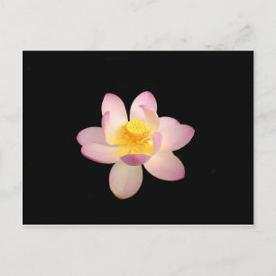 Postales de Lily Water