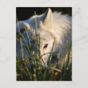Postales de Lobo de Madera de Canadá