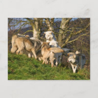 Postales de Lobo de Madera de Canadá