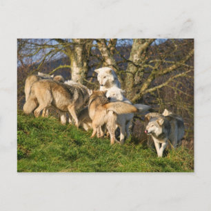 Postales de Lobo de Madera de Canadá