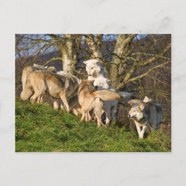 Postales de Lobo de Madera de Canadá (Anverso)