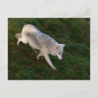 Postales de Lobo de Madera de Canadá