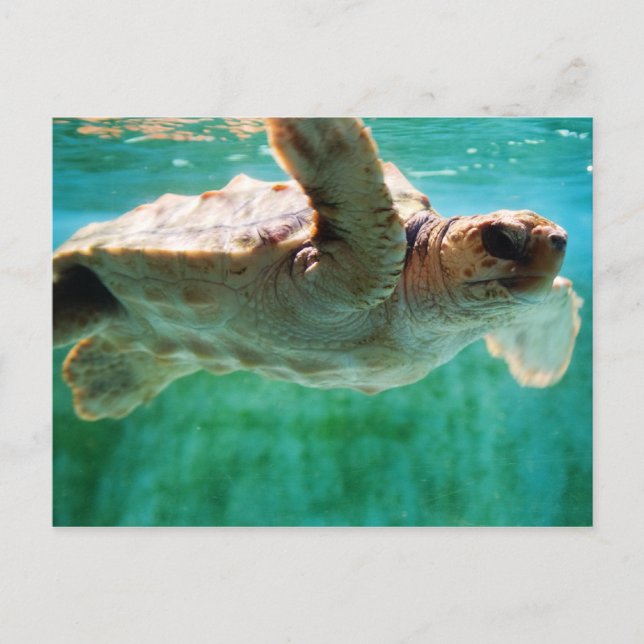 Postales de Loggerhead #1 (Anverso)