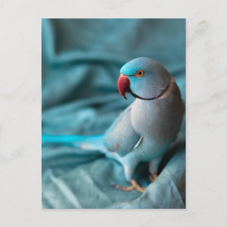 postales de loro
