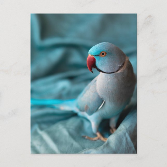 postales de loro (Anverso)