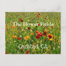 Postales de los campos de flores en Carlsbad, CA