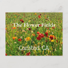 Postales de los campos de flores en Carlsbad, CA