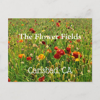 Postales de los campos de flores en Carlsbad, CA