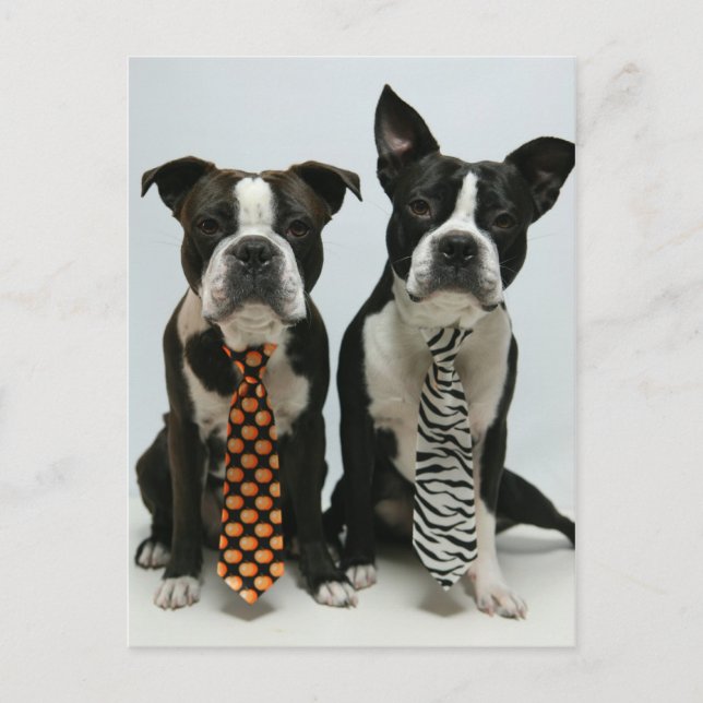 Postales de los hermanos Boston (Anverso)