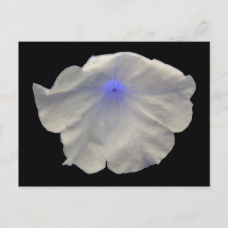 Postales de luz azul Petunia