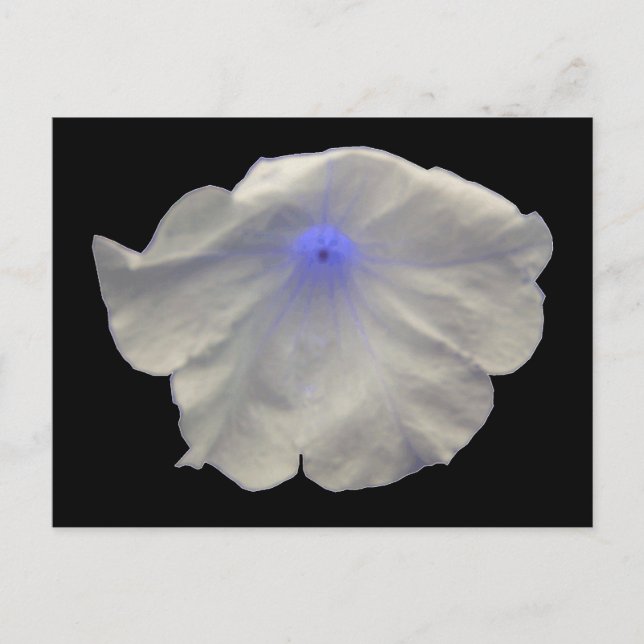 Postales de luz azul Petunia (Anverso)