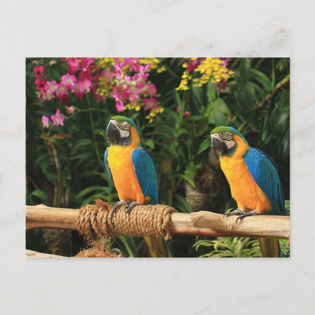 Postales de macao azul y amarillo (Anverso)