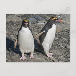 Postales de Macaroni Penguins