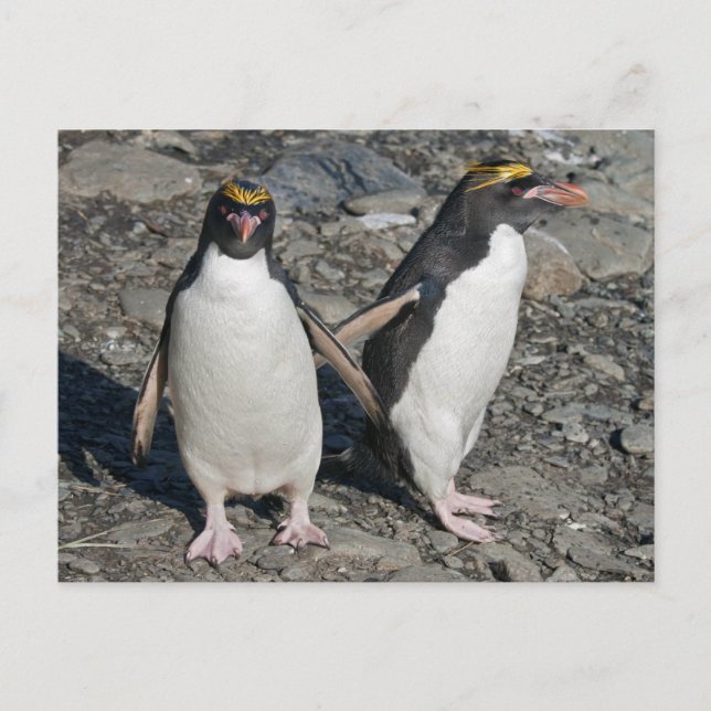 Postales de Macaroni Penguins (Anverso)