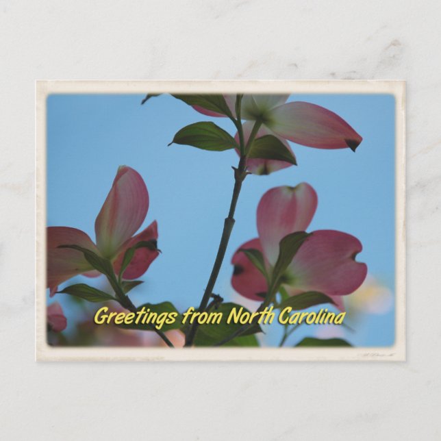 Postales de madera rosa para Carolina del Norte (Anverso)