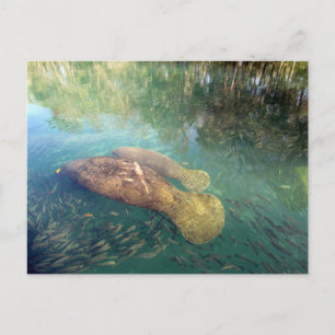 Postales de mamá y bebé Manatee