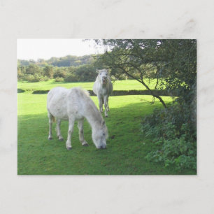 Postales de manchas de caballos blancos