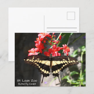 Postales de mariposa amarilla del zoológico de St.