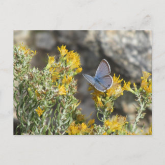 Postales de mariposa azul de Reakirt