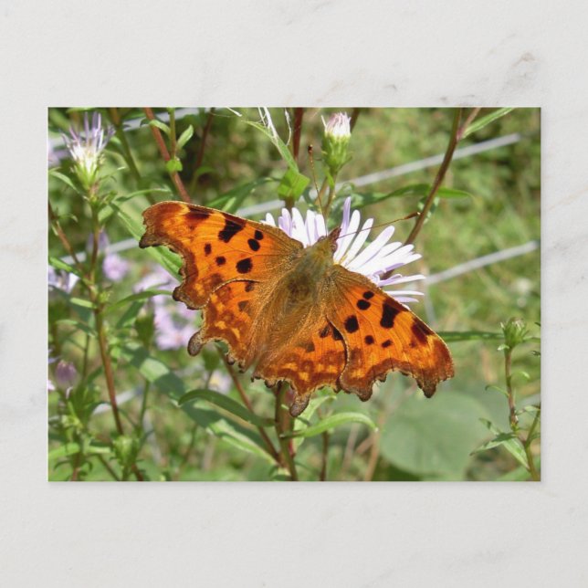 Postales de mariposa - Comma (Anverso)