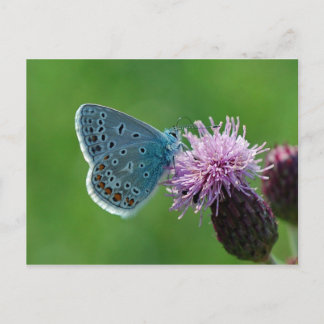 Postales de mariposa común azul