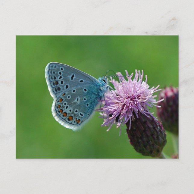 Postales de mariposa común azul (Anverso)
