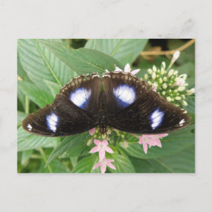 Postales de mariposa con manchas azules