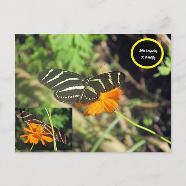 Postales de mariposa de cebra larga (Anverso)