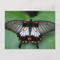 Postales de mariposa de cola de cerda negra y rosa