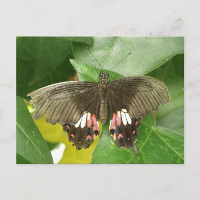 Postales de mariposa de cola de escarlata (Anverso)
