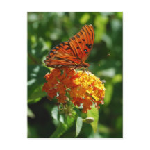 Postales de mariposa de Fritillary en el Golfo